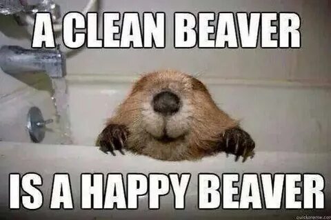 Beaver Animal Funny Related Keywords & Suggestions - Beaver 