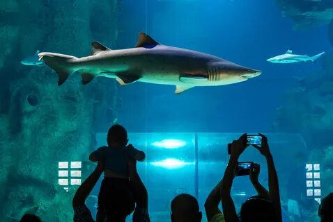 Naked man jumps in aquarium shark tank for a swim :: Tv-ecp.
