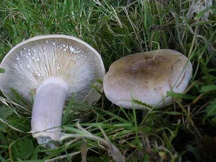 Млечник блеклый - описание гриба, где растет, похожие виды, 