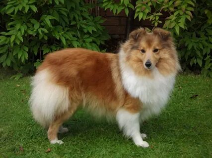 Please click on their names to read all about them. Sheltie,