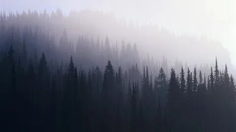 Forest wallpaper, Hipster wallpaper, Foggy forest