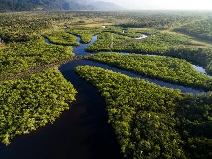 Леса Амазонии (75 фото)