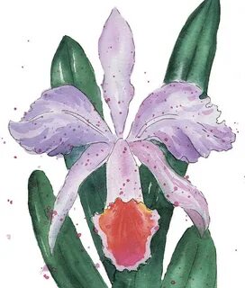 Cattleya flower Drawing by Yana Khmarina Fine Art America