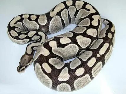 Desert Ghost - Morph List - World of Ball Pythons