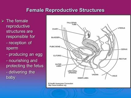 Human Reproduction Reproduction Male Reproductive Anatomy Sp