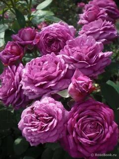 Роза хайди клум роуз (heidi klum rose): фото, описание и осо