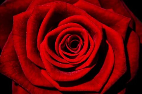 Free photo: Red rose - Beautiful, Beauty, Flowers - Free Dow