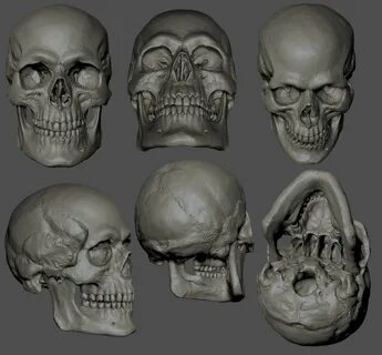 Jonathan Rush - Human Skull Study