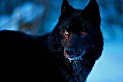 Pin by WhiteWolf79 on G Black wolf, Wolf with red eyes, Wolf
