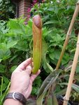 Meet The Bokors - Page 2 - Nepenthes Carnivorous plants, Pla