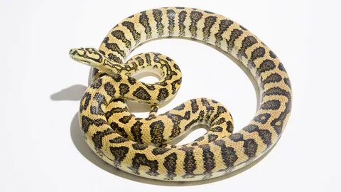 Adult Carpet Python