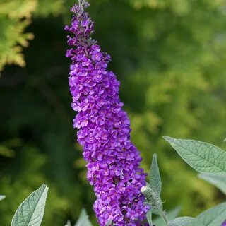 Buddleia Miss Violet - Buy Butterfly Bush Shrubs Online