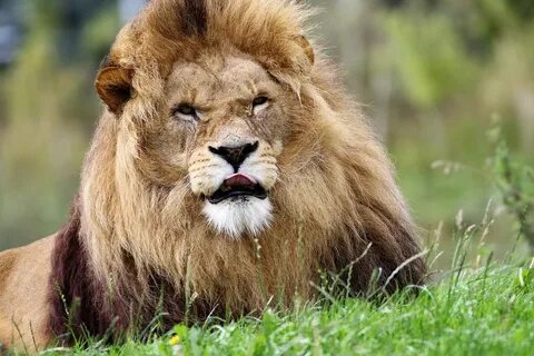 Lion Big Cat - Free photo on Pixabay