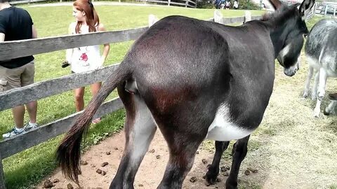 Donkey pooping sorcery - Donkey Sanctuary of Canada - YouTub