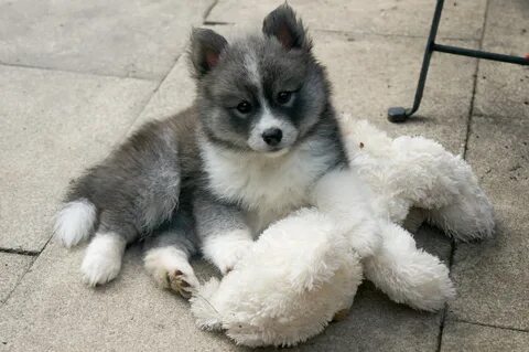 Oreo with his teddy Pomsky puppies, Pomsky dog, Pomsky puppi