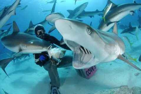 Stuart Cove’s Dive Bahamas Top 5 Experiences: Shark Feeding 