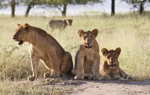 Why is Gorongosa one of the best safari destinations in Afri