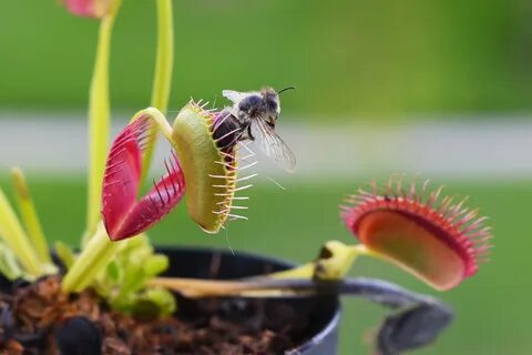 Bug Eating Plants Venus Fly Trap - Garden Plant