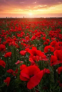 Poppy Field. - In the last years it became quite hard to dis