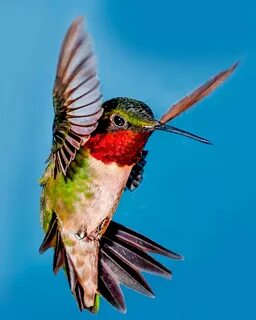 Hummingbirds are on their way! - The Backyard Naturalist