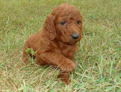 Irish Doodle & Goldendoodle Puppies For Sale Eagle Valley Pu