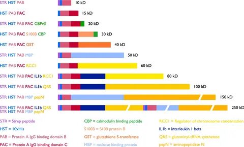 The Penn State Protein Ladder system for inexpensive protein