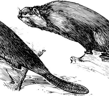 SVG - млекопитающее животное бивер зоология биология скачать