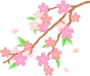 Sakura Blossom Drawing at PaintingValley.com Explore collect