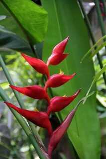 File:Heliconia bourgaeana Petersen - flower view 01.jpg - Wi