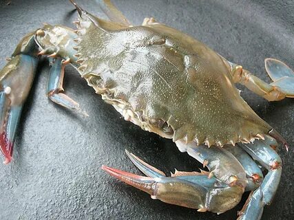 What are Soft Shell Crabs? - Coopers Seafood House
