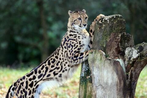 cheetah Гепард Постила