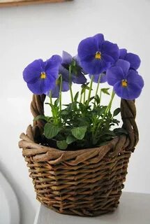 Shabby soul: And the Winner is... Pansies, Flower pots, Colo