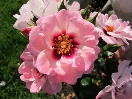 Rosa-Angel-Eyes Интернет-магазин цветов и растений PlantShip