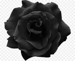 наклейка, роза, черная роза