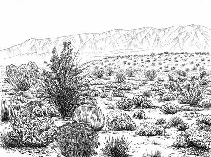 Image result for desert plants draw Desert plants, Plant dra