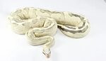 Vanilla Cream Ball python morphs, Python snake, Ball python