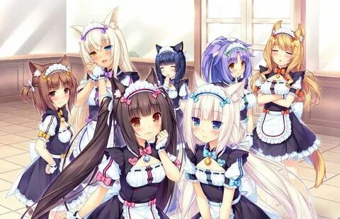 Let's Talk: Nekopara Vol. 3 Anime Amino