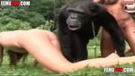 Safadas deixam macaco enorme enfiar dedinho e foder suas buc