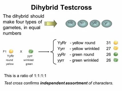 What about two traits? Dihybrid Crosses - ppt video online d