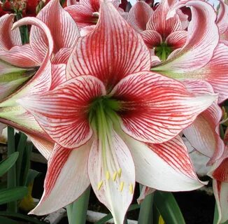 Amaryllis Glee Amaryllis, Easy to grow bulbs, Amaryllis bulb