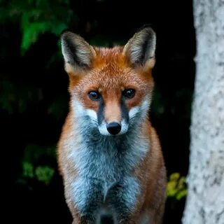 A red fox looking into the camera. 