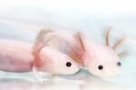 Fluffy Gill Leucistic Axolotl * Fantaxies