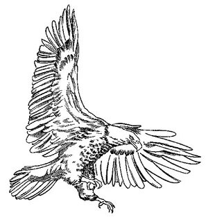Golden Eagle clipart black and white - Pencil and in color g