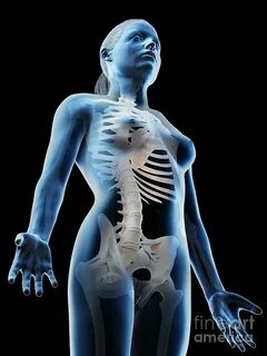 Female Upper Body Bones Photograph by Sebastian Kaulitzki/sc