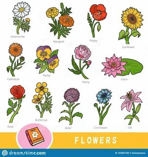 цветы на английском