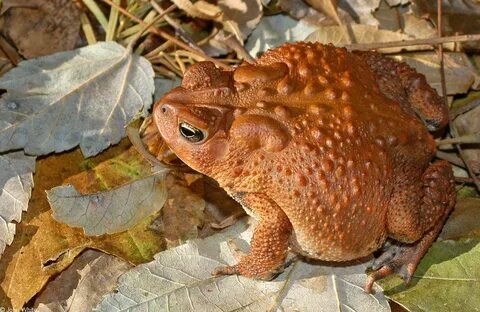CalPhotos: Anaxyrus americanus; American Toad Toad, Frog and