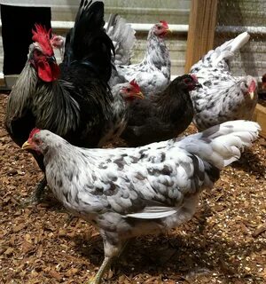 Blue Isbar Chickens and Hatching Eggs for Sale Eggs for sale