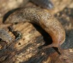 Real Monstrosities: Semi-slug