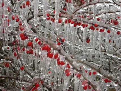 Freezing Rain Aftermath (40 pics) Freezing rain, Beautiful d