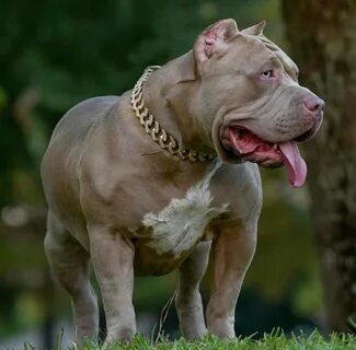 Newest giant bully pitbulls for sale Sale OFF - 58
